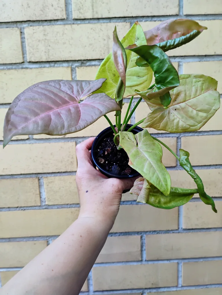 Syngonium Plant thumbnail