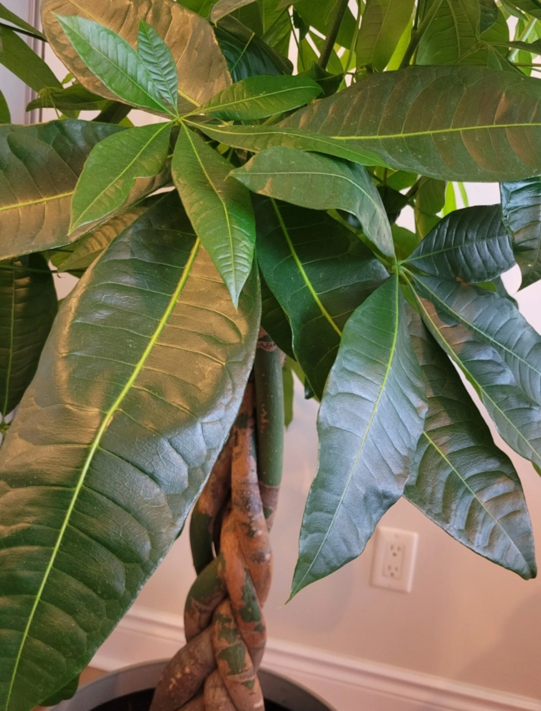 Large,  healthy Pachira - photo 5