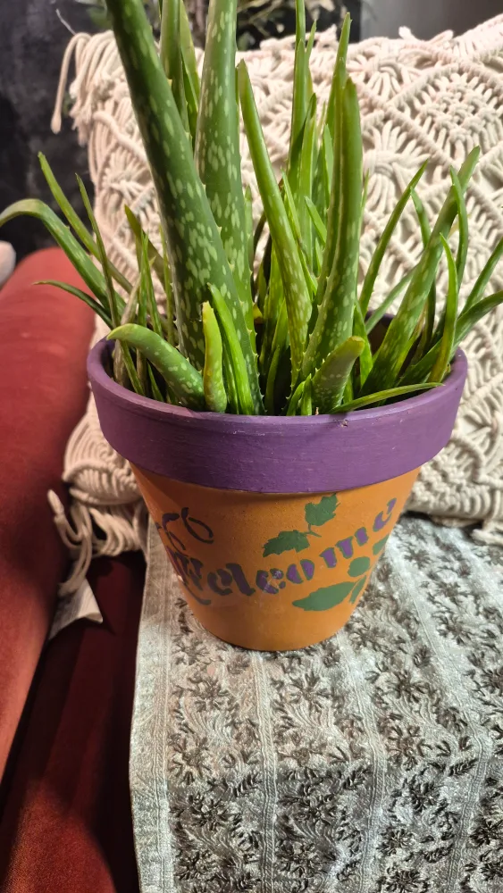 Aloe Vera Plant in Decorated Pot image indicator(4)