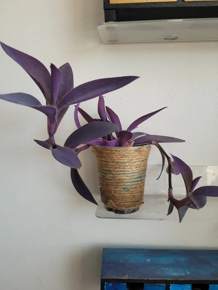 Purple Heart Plant in Jute Pot thumbnail