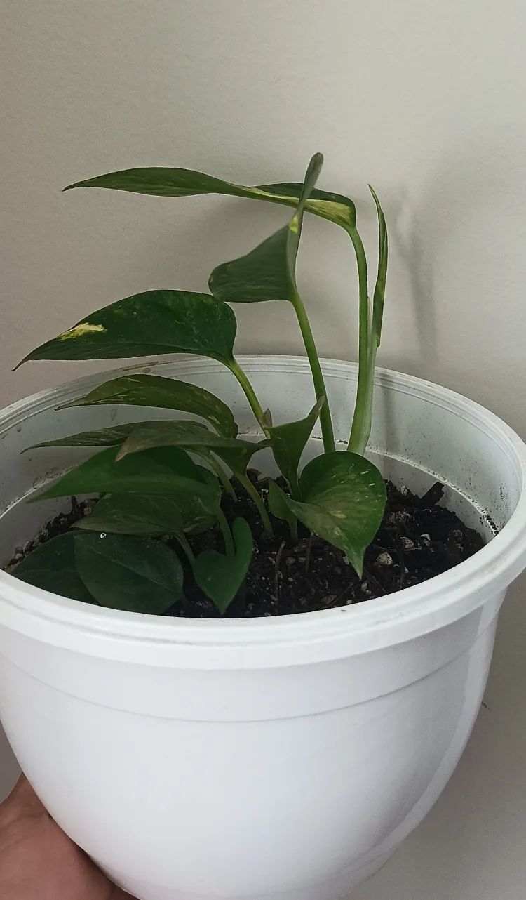 Golden Pothos thumbnail