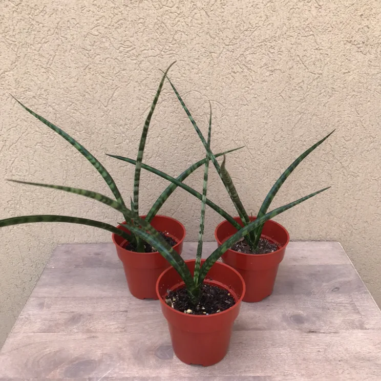 Fernwood snake plants thumbnail