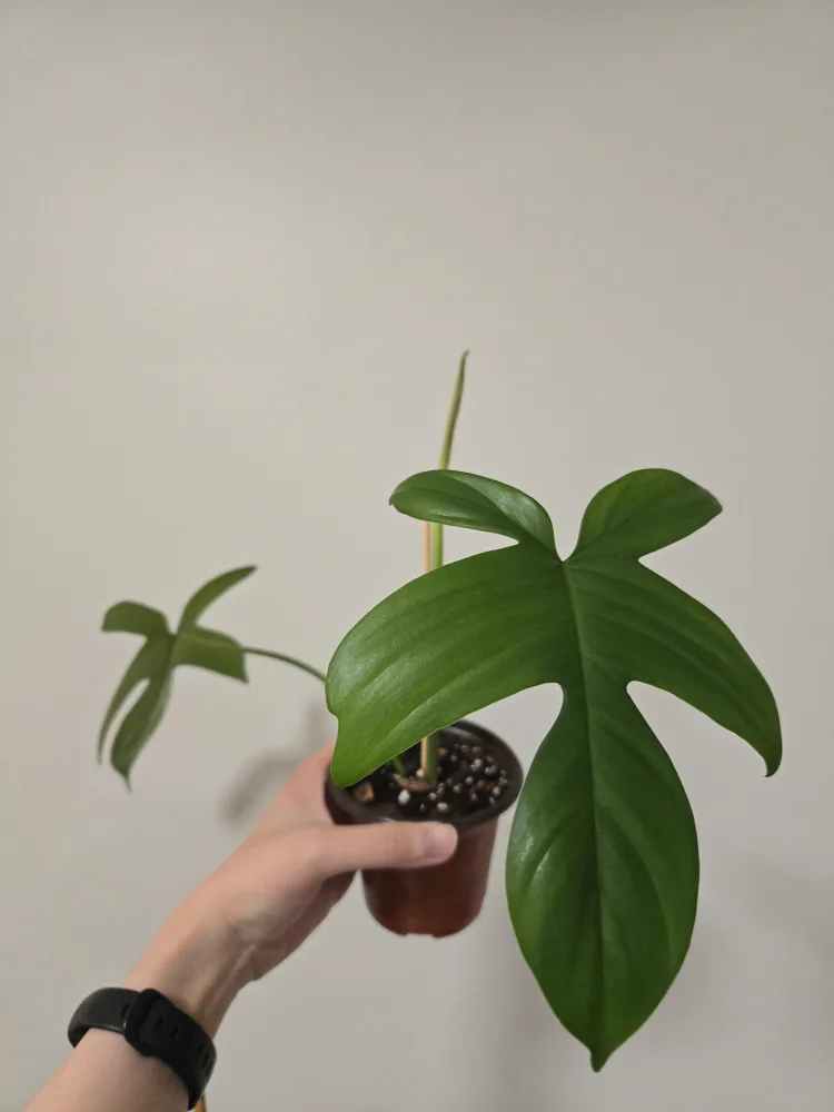 Philodendron Florida Ghost thumbnail