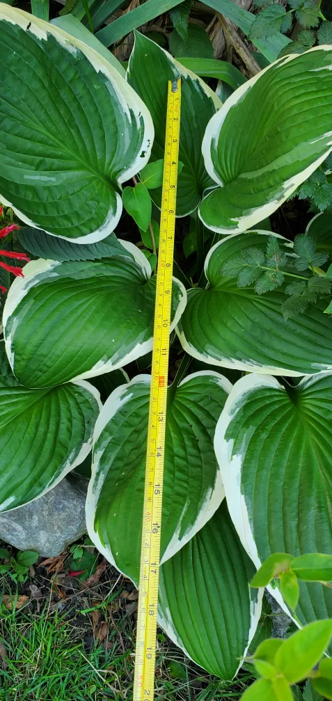 Hosta image indicator(2)
