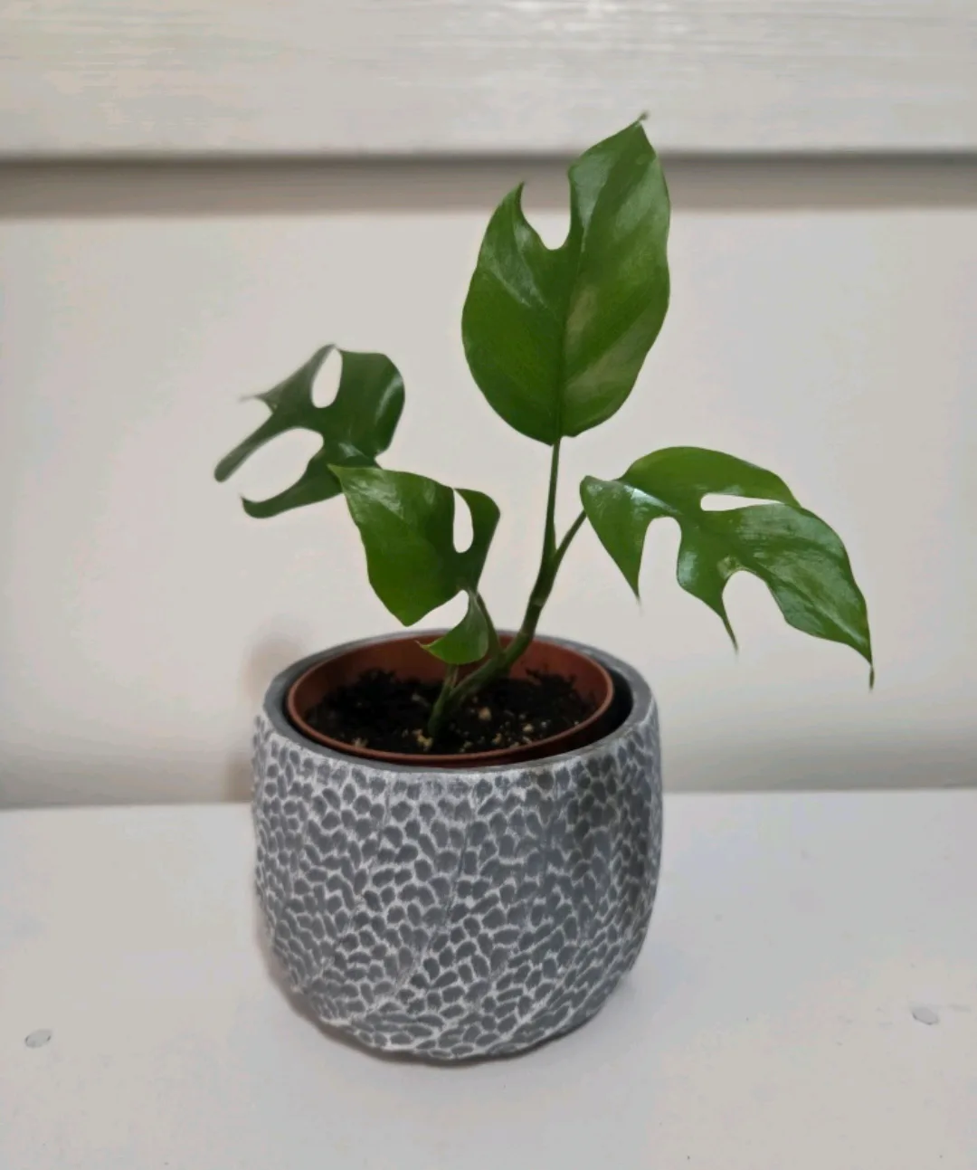 Monstera Minima 🌱 thumbnail