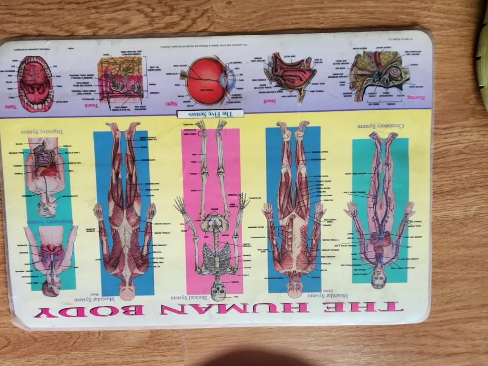 The Human Body Educational Chart thumbnail