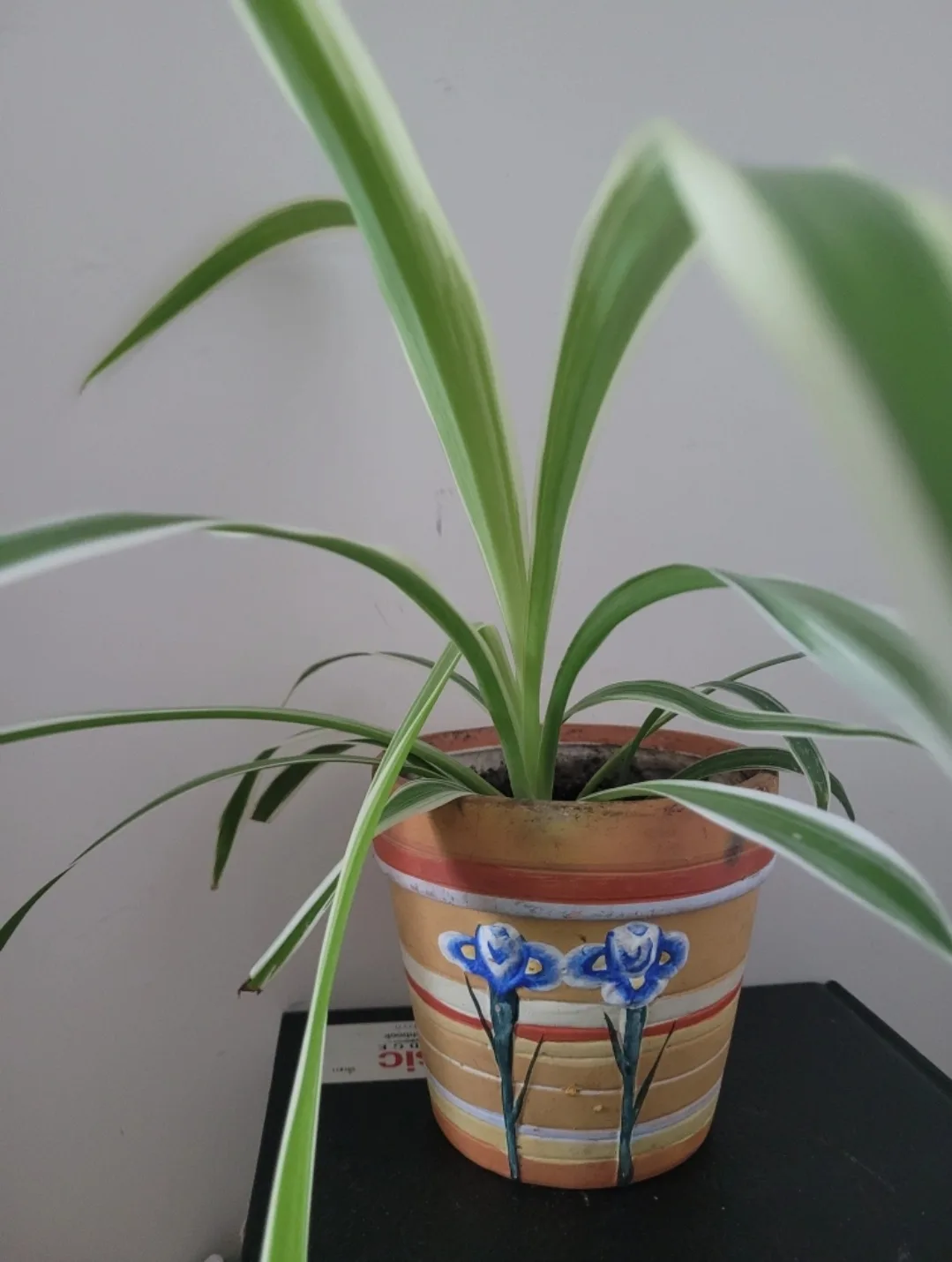 Spider Plant in Painted Pot 🇨🇦 thumbnail