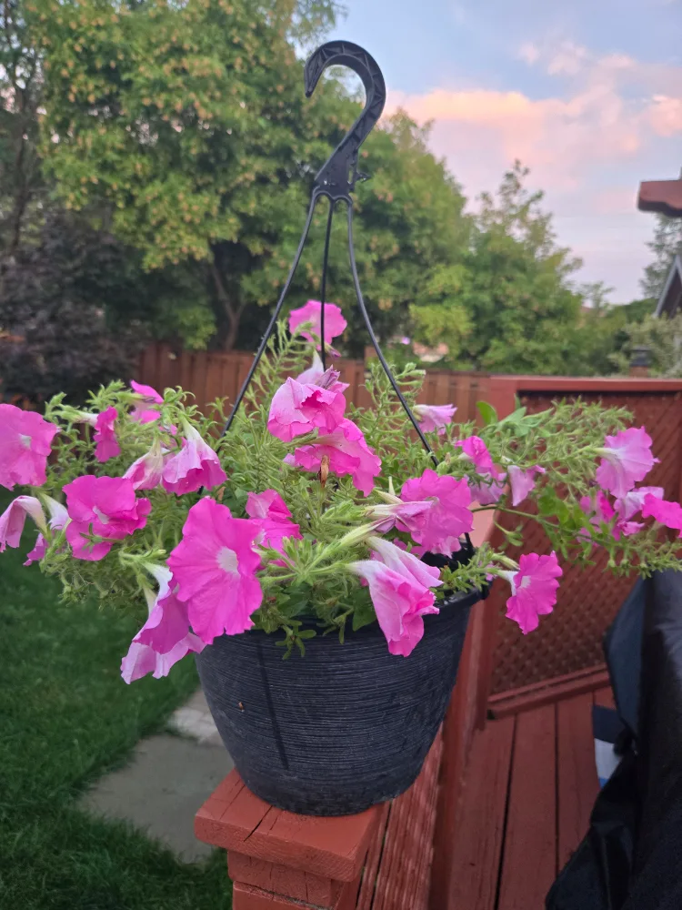 Hanging Baskets with Pink Petunias image indicator(3)