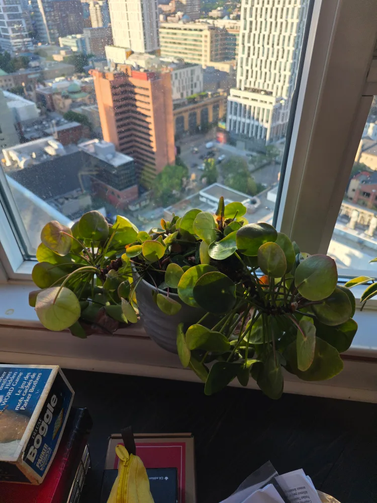 Friendship Plants thumbnail