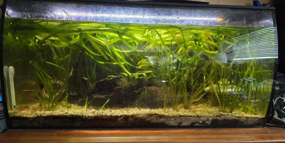 32g Fluval Flex Aquarium thumbnail