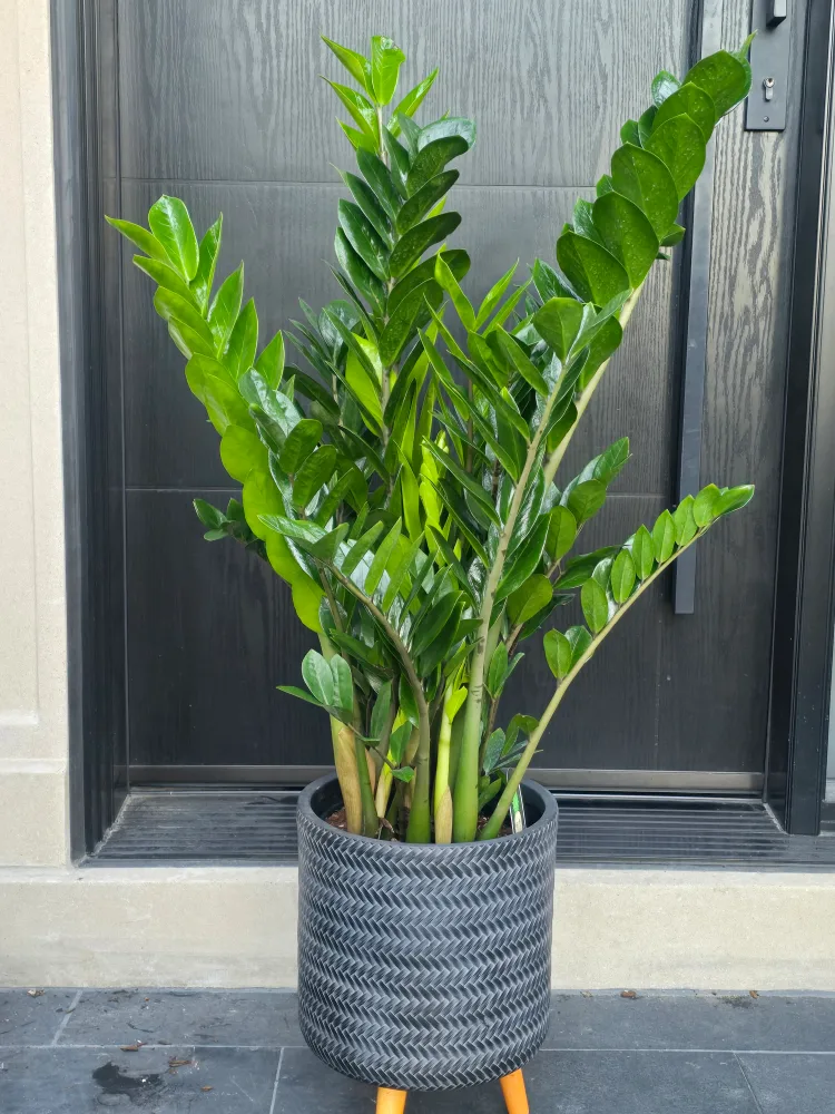 ZZ Plant thumbnail