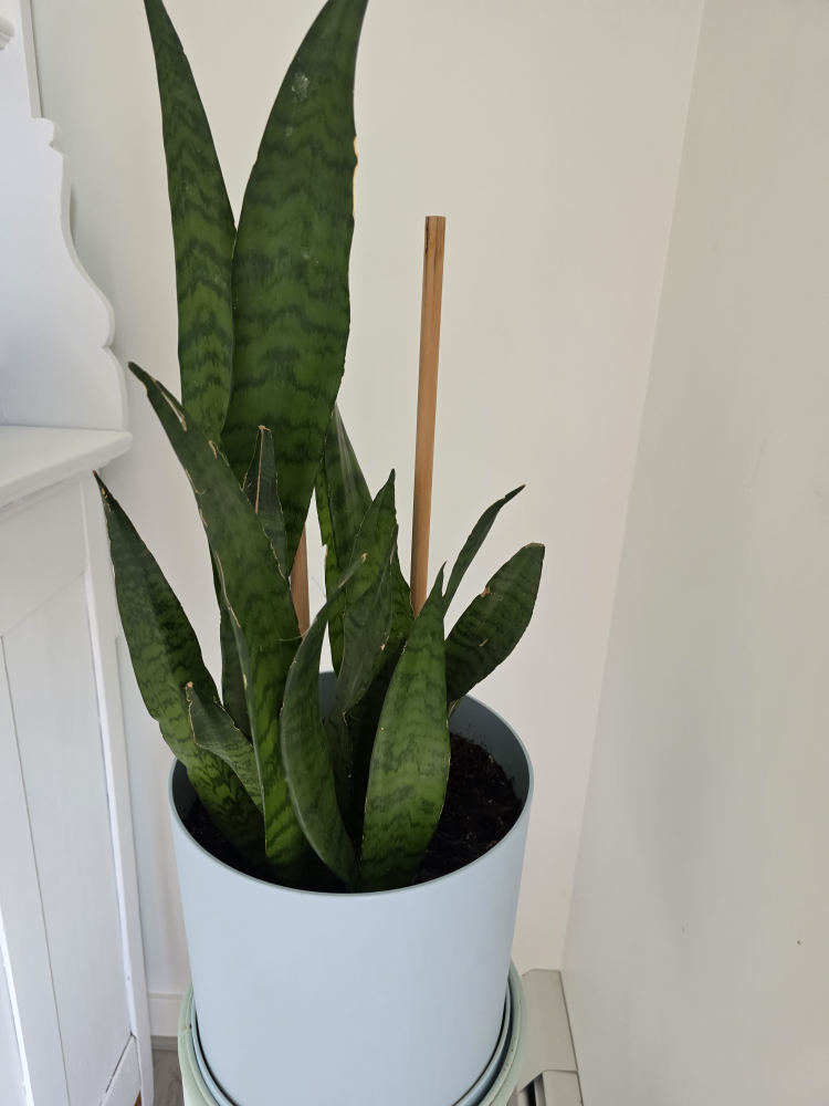 Snake Plant in Light Blue Pot