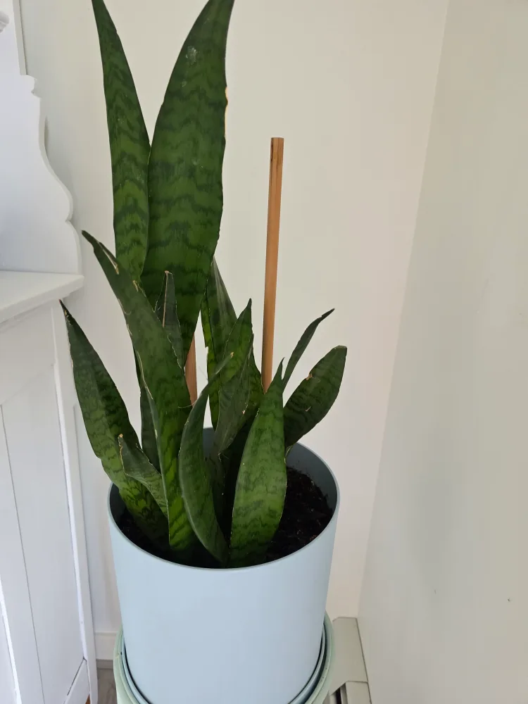 Snake Plant in Light Blue Pot thumbnail
