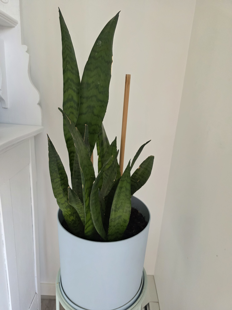 Snake Plant in Light Blue Pot - photo 2