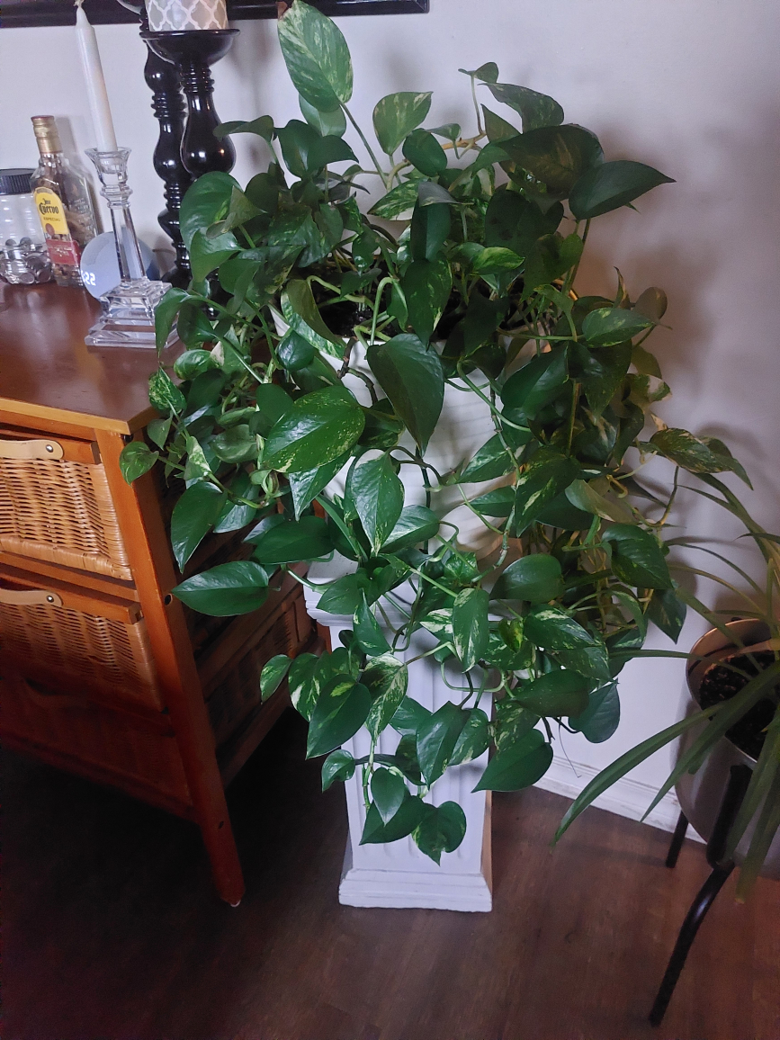 beautiful healthy plant and pedestal