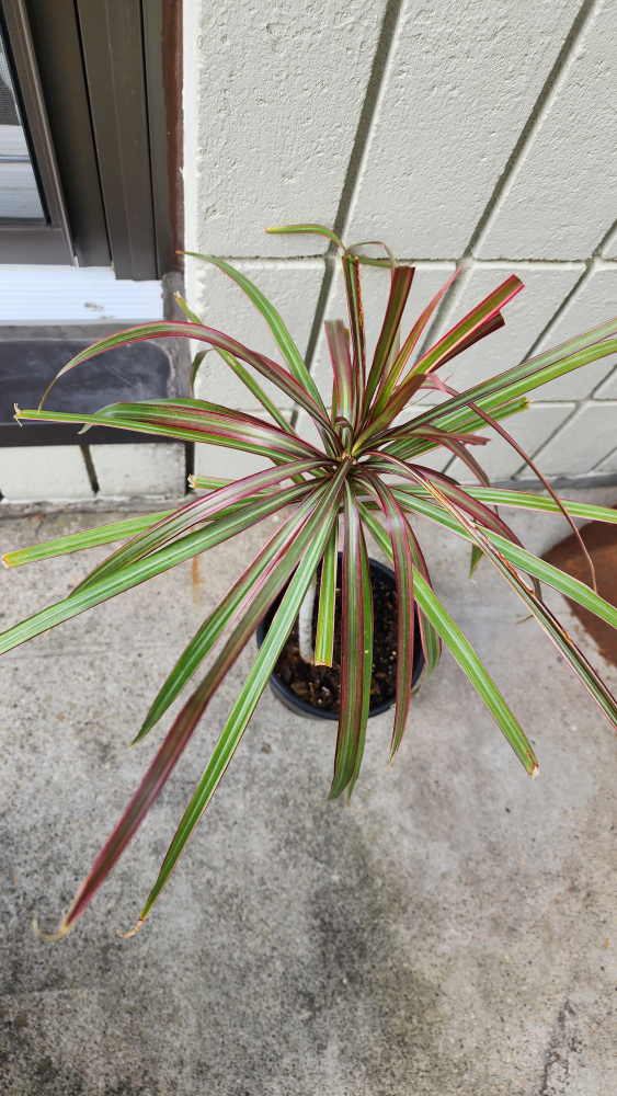 Dragon Plant - Indoor