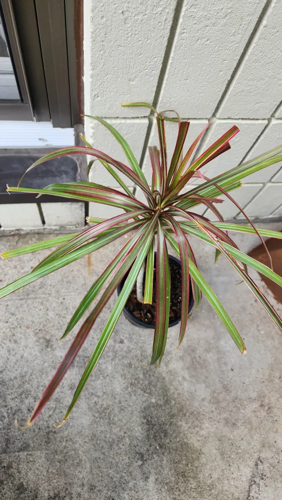 Dragon Plant - Indoor thumbnail