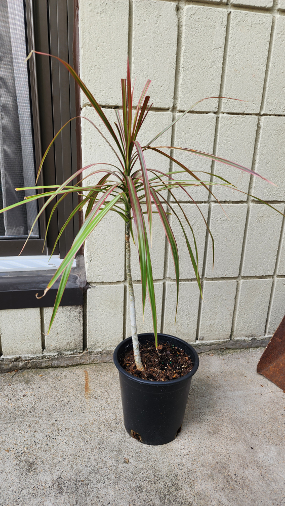 Dragon Plant - Indoor - photo 2