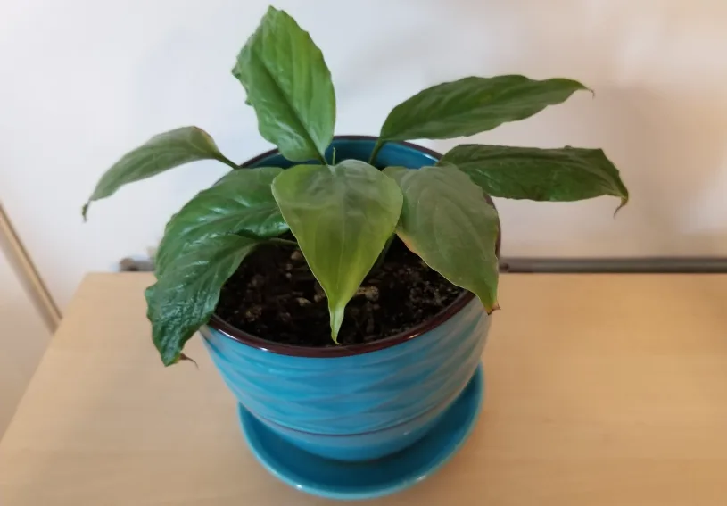 🇵🇫Potted Peace Lily in 6 1/2" Ceramic Pot Firm price. 🍁 thumbnail
