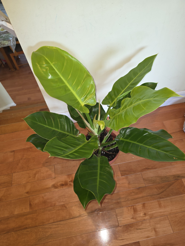 Philodendron Plant - photo 2