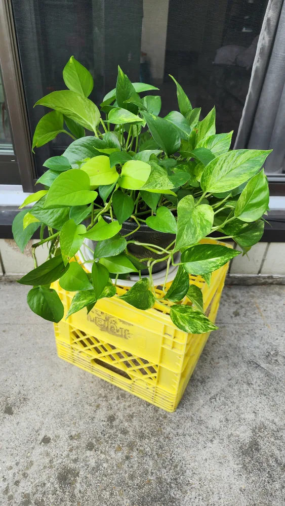 Pothos Plant- Indoor Plant thumbnail