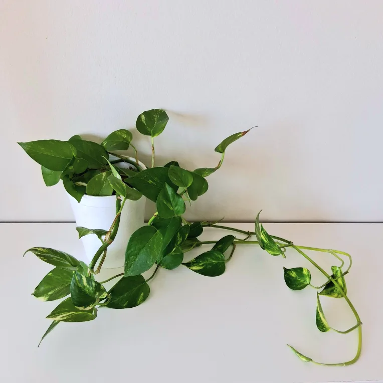 🌱 Golden Pothos 🌻 thumbnail