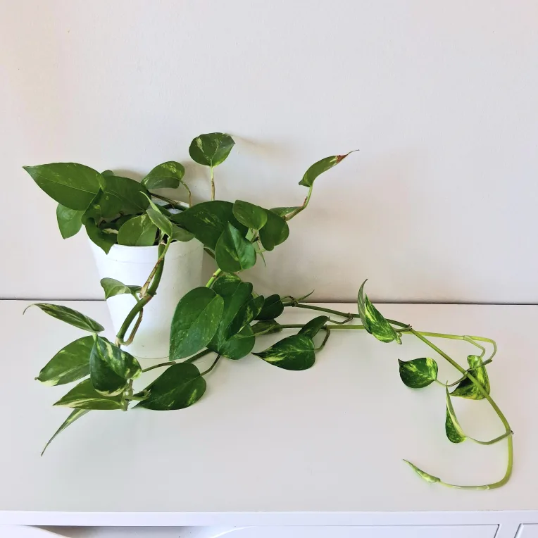 🌱 Golden Pothos 🌻 image indicator(2)
