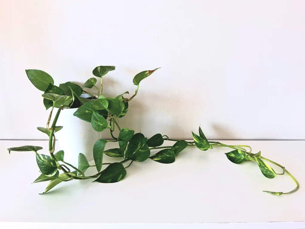 🌱 Golden Pothos 🌻 image indicator(3)