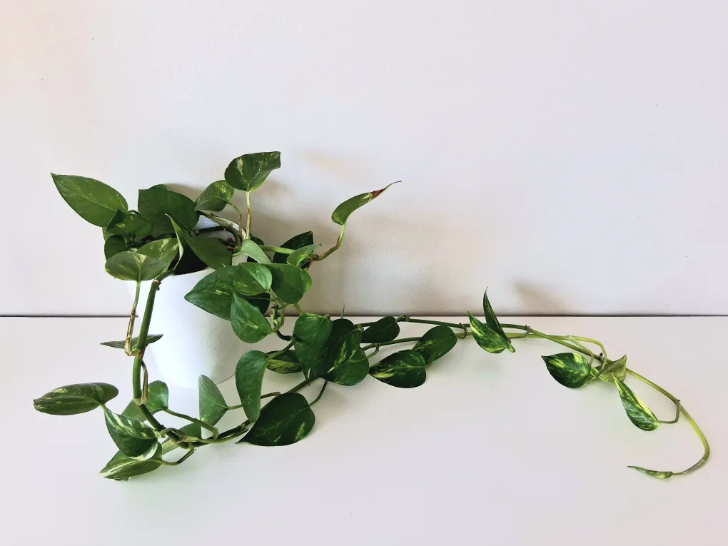 🌱 Golden Pothos 🌻 image indicator(4)