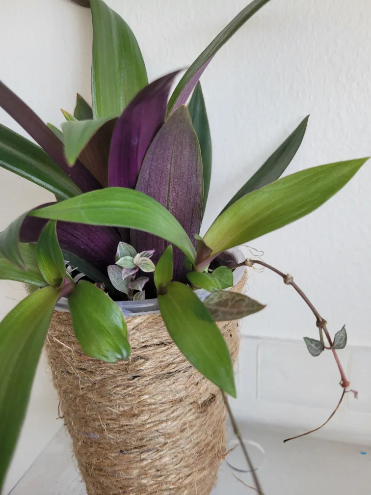 Tradescantia Plant with Jute Pot thumbnail