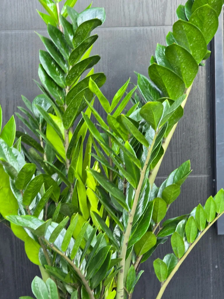 🇨🇦ZZ Plant in 12" pot🇨🇦 image indicator(2)