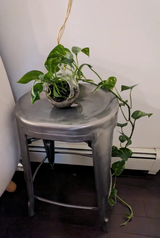 Pothos Plant in Glass Hanging Terrarium 🥕 thumbnail