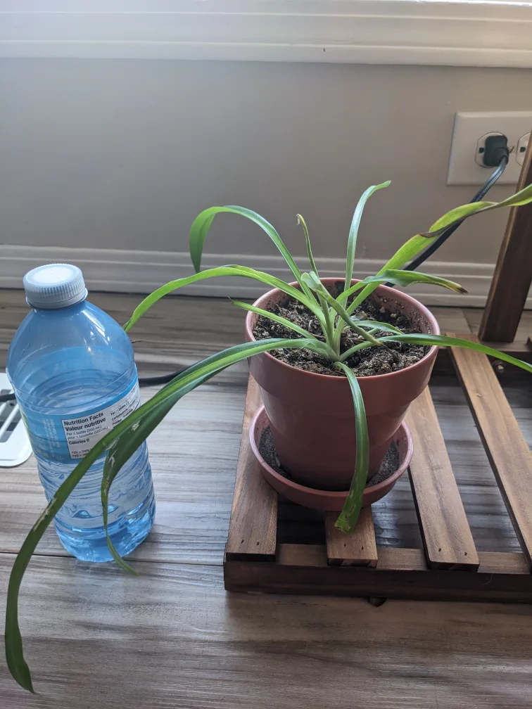 small spider plant $7 thumbnail
