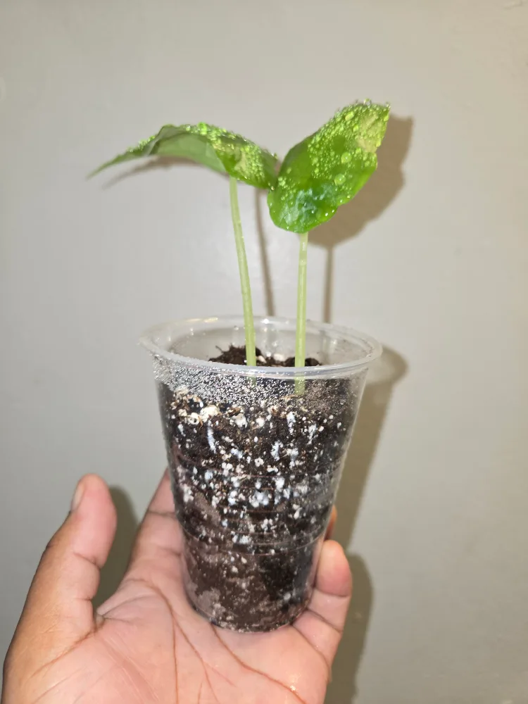 ALOCASIA DRAGON'S BREATH PLANT✨️🌿🐲 thumbnail