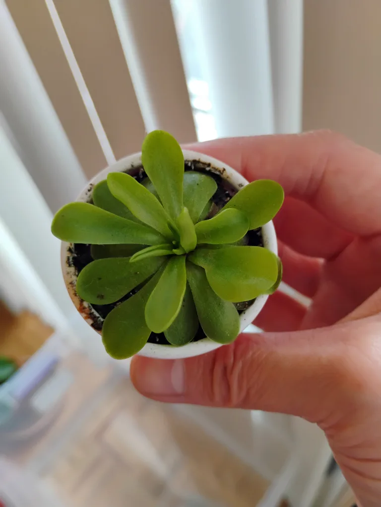 Pinguicula (Butterwort) Carnivorous Plant thumbnail