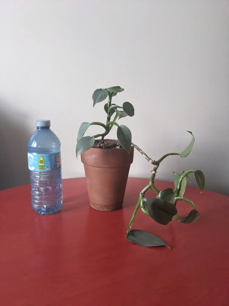 Heartleaf Philodendron (med, multi-vine) $15 thumbnail