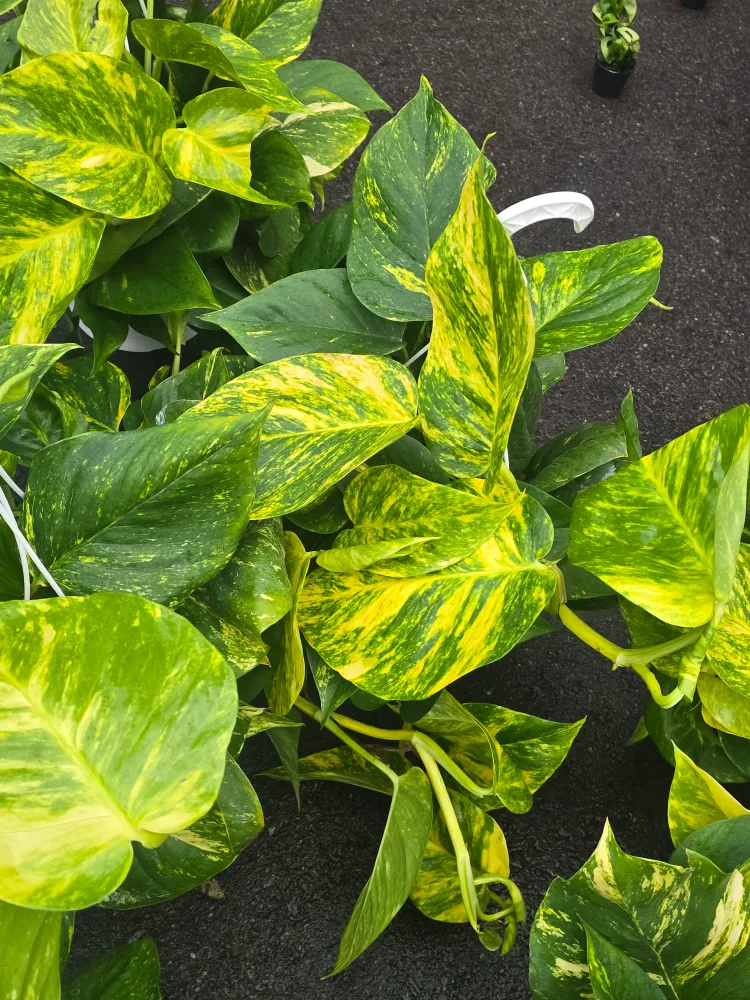 hawaian pothos  8"hanging Basket image indicator(9)