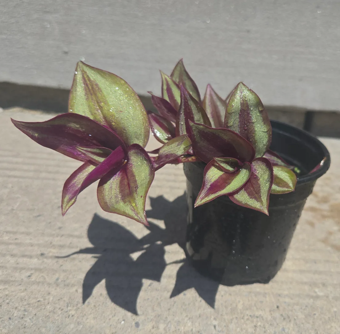 Tradescantia Zebrina Plant thumbnail