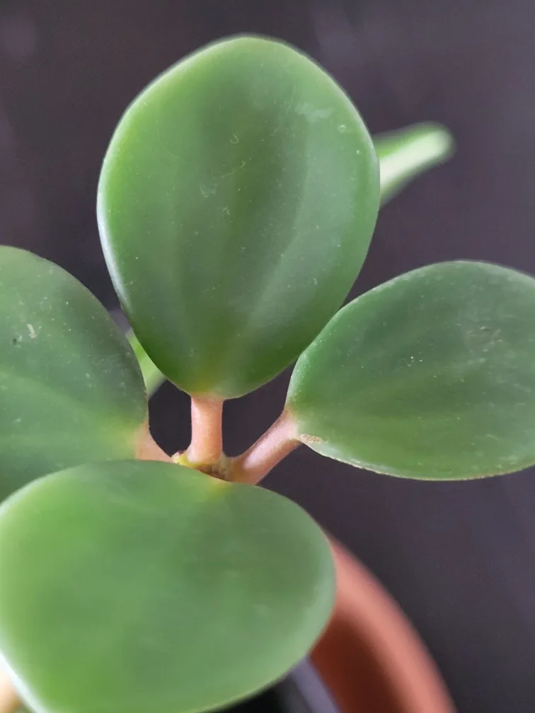 Spider Plant & Peperomia Plant thumbnail