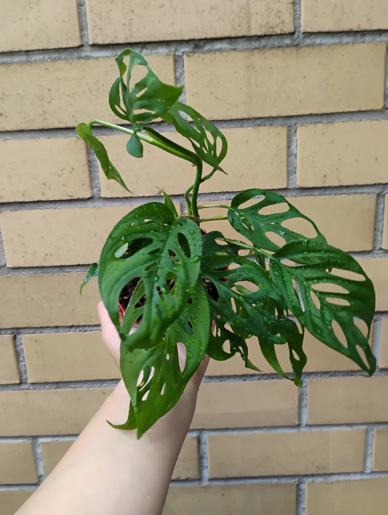 Monstera Adansonii Plant thumbnail
