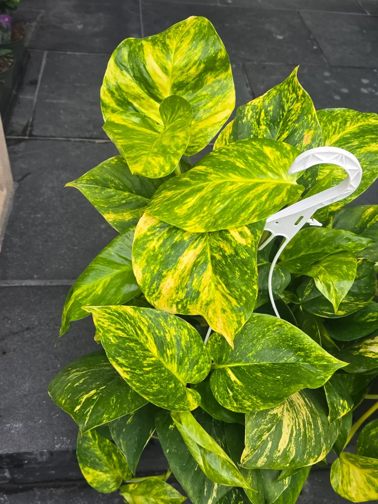 hawaian pothos  8"hanging Basket thumbnail