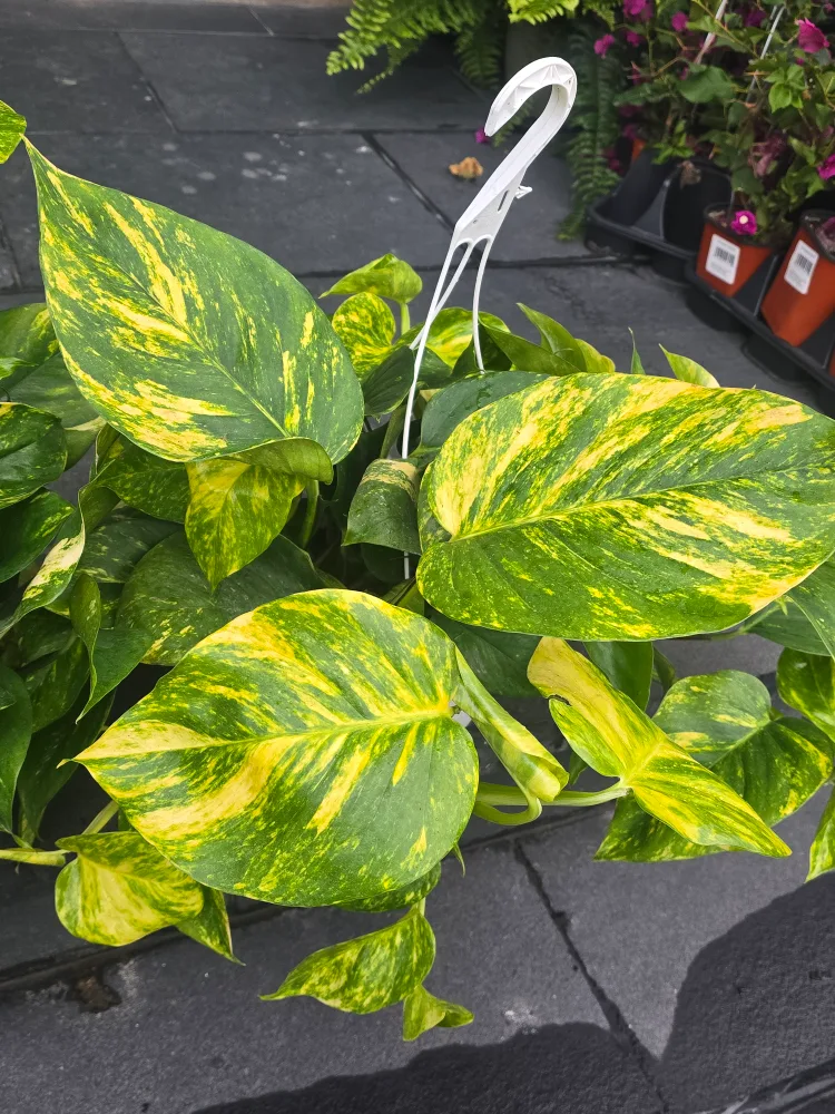 hawaian pothos  8"hanging Basket image indicator(4)