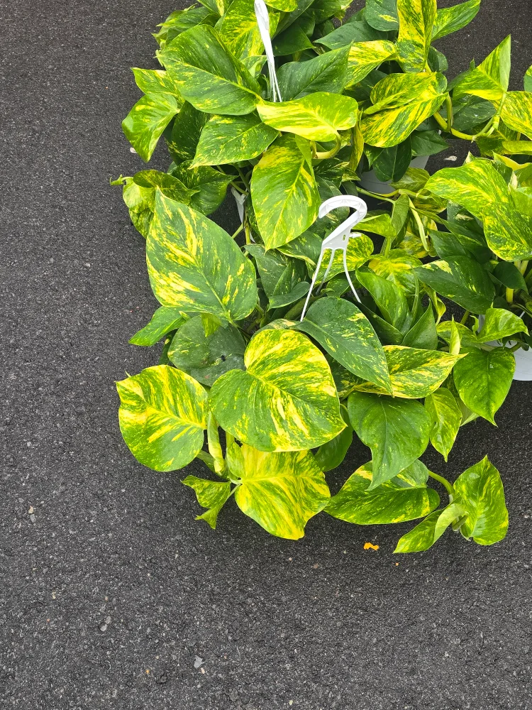 hawaian pothos  8"hanging Basket image indicator(7)