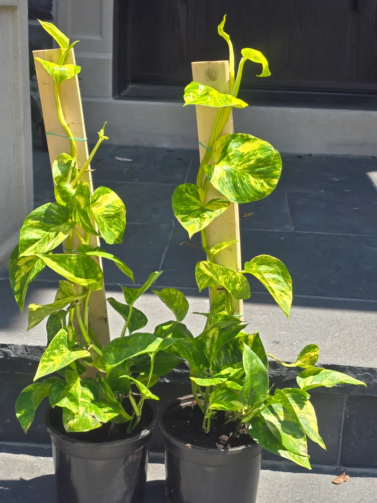 Hawaiian pothos totem image indicator(6)