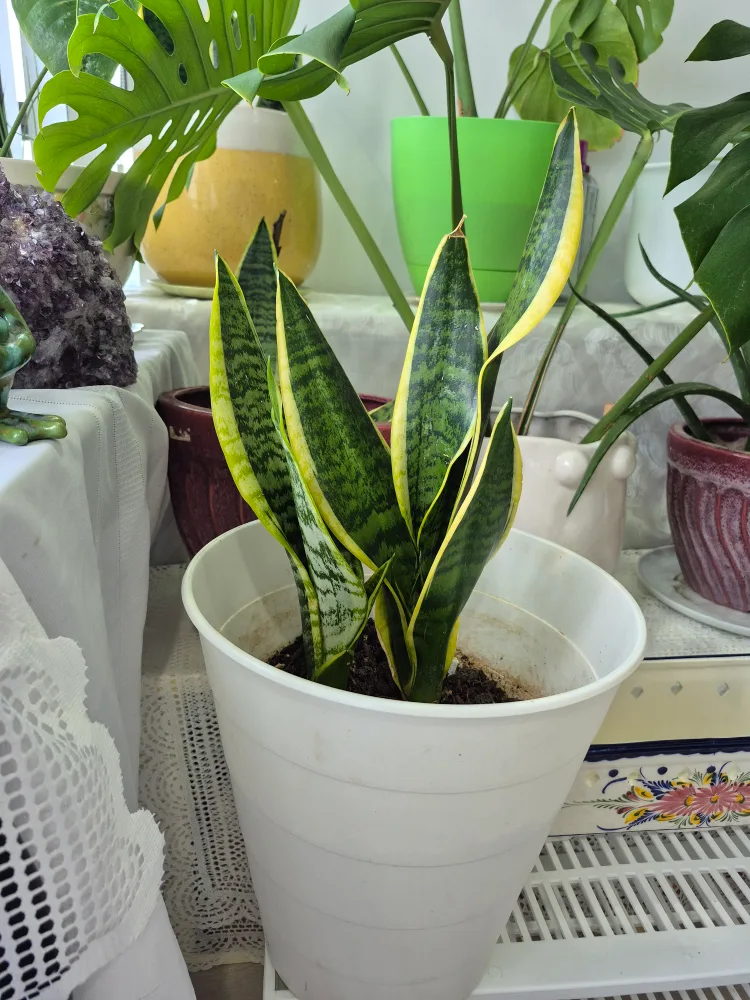 Snake Plant in White Pot thumbnail