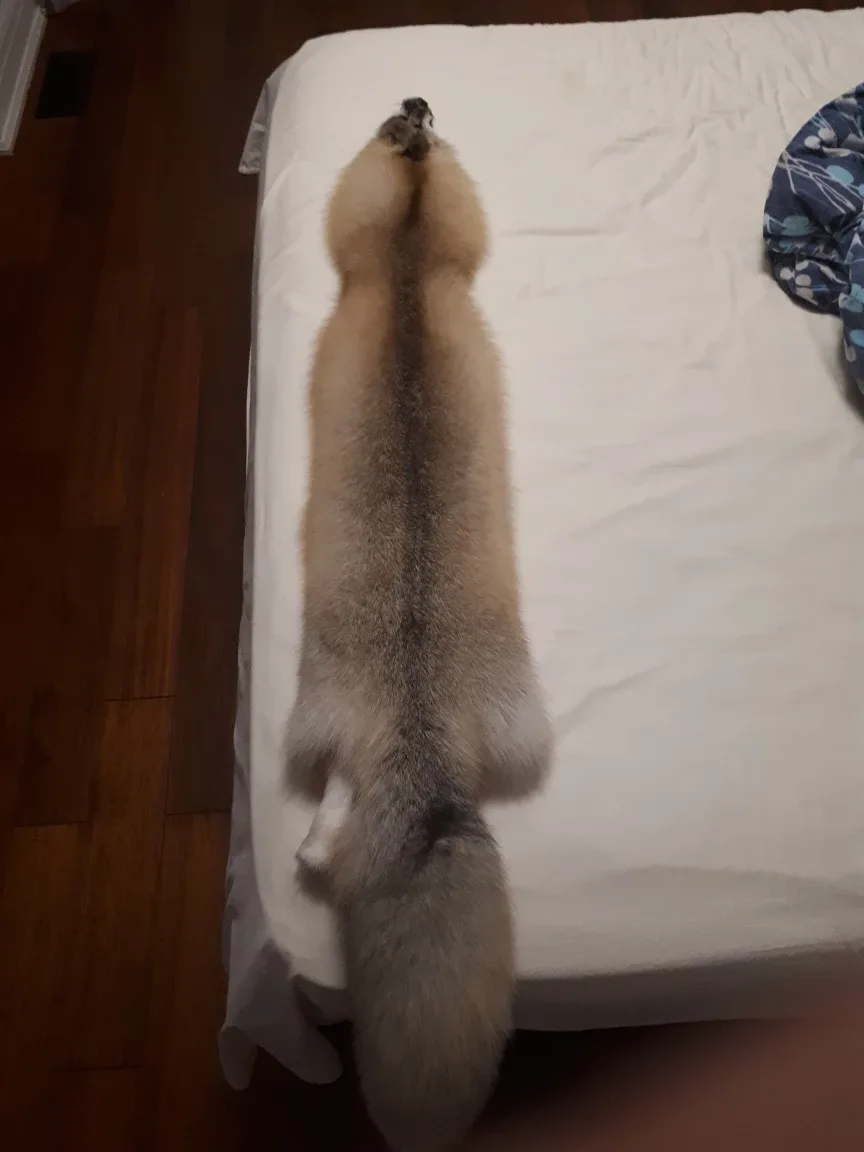 goLd Fox Fur Pelt thumbnail