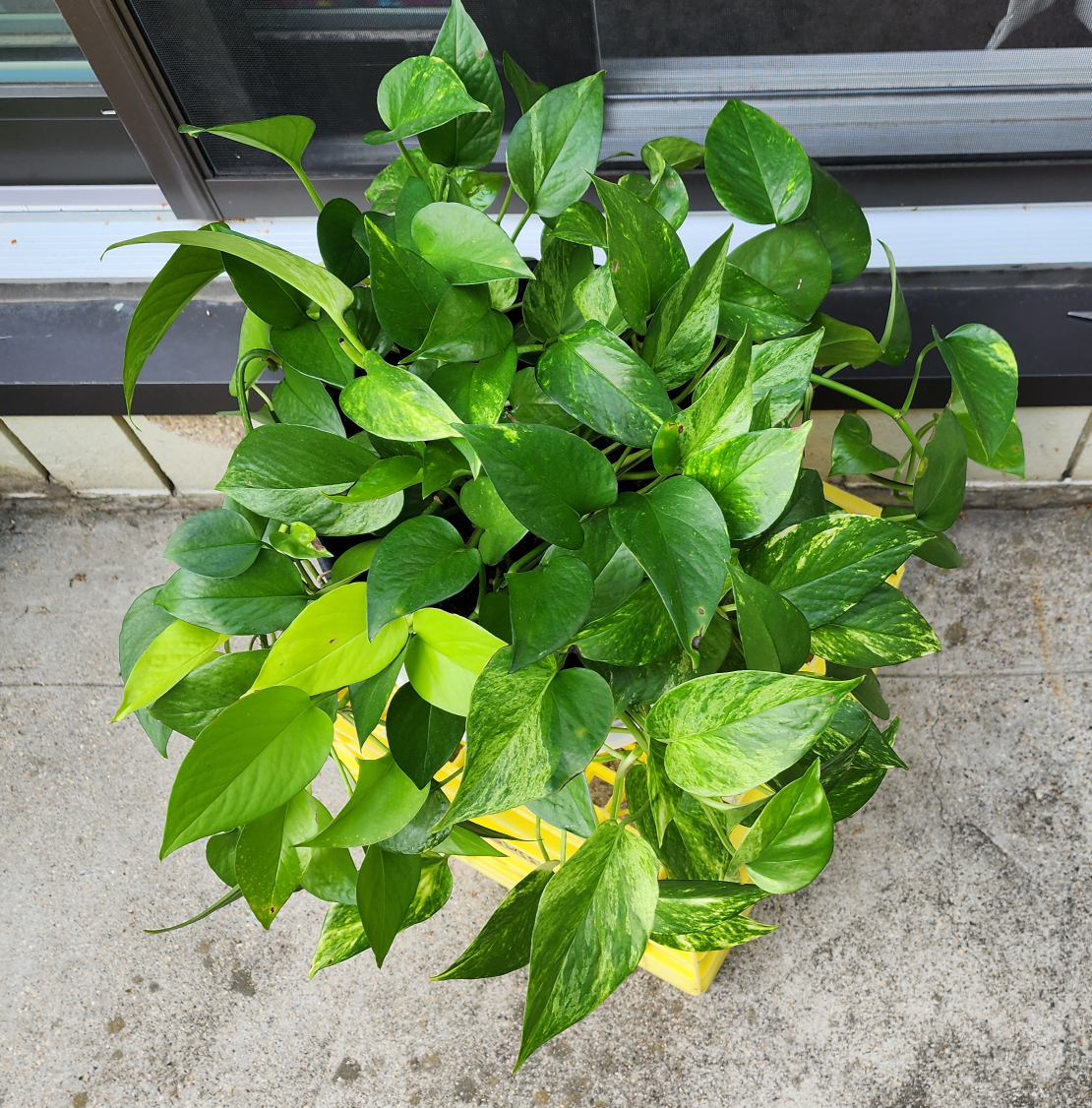 Pothos Plant- Indoor Plant - photo 2