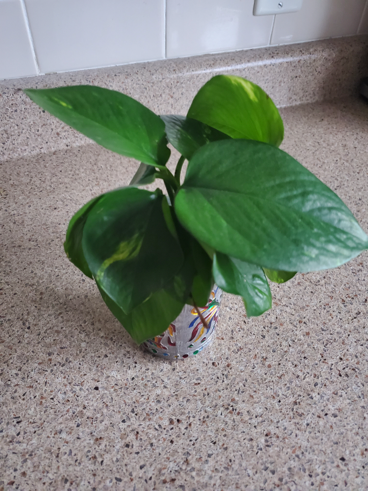 Potted Golden Pothos Plant - photo 3