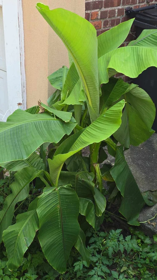 Live Banana Tree Plant thumbnail
