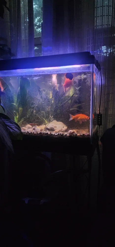 30 Gallon Aquarium - Complete Setup thumbnail